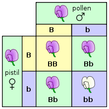 220px-Punnett square mendel flowers.svg.png