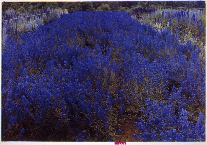 Blue flowers.jpg