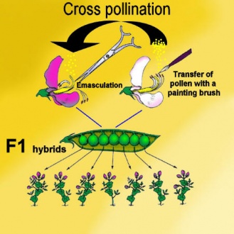 Cross pollination.jpg