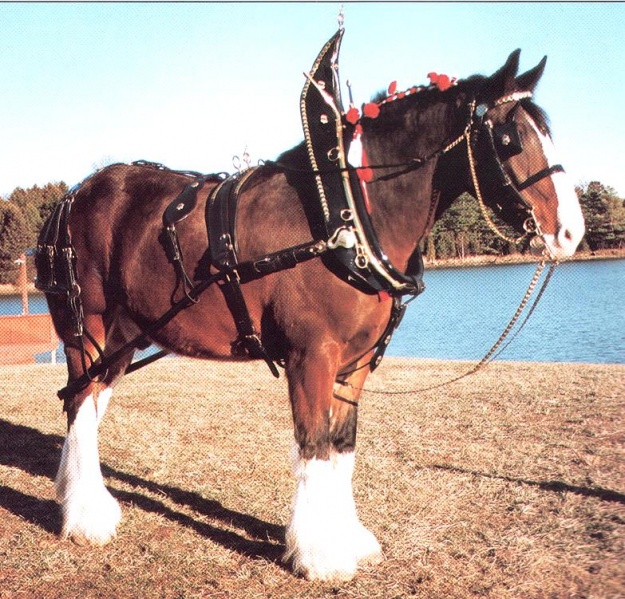 File:Mendel Draft-horse.jpg